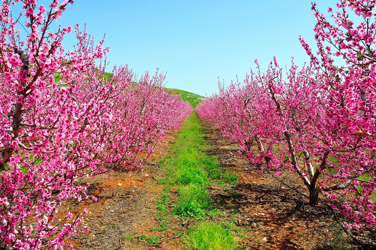 nectarine flower